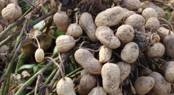 Dunklin County produces 10,000 acres of peanuts, making it the largest peanut producer in the state.