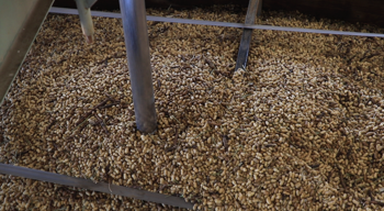 Bore samples are taken from a load of peanuts that have been moved from the warehous.