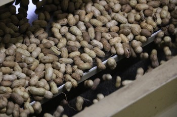 Peanuts are sorted as they run through the shelling facility.