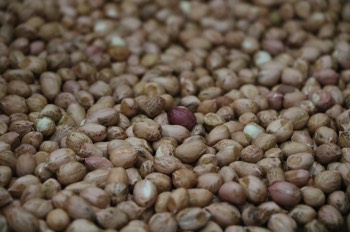 Shelled peanuts are then sorted before moving further in the shelling process.