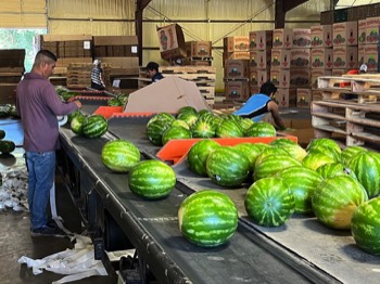 Graded melons make their way through the conveyor system to be labled before being packed.