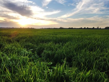 An irrigated rice field at sunset.