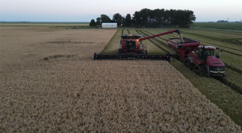 Once cutting begins, the rice will be tranferred to a hopper trailer on the fly allowing the harvest to continue unstopped.